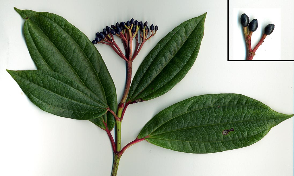 Stem, leaves, fruit