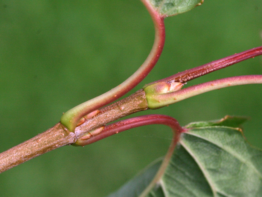 Stem and bud
