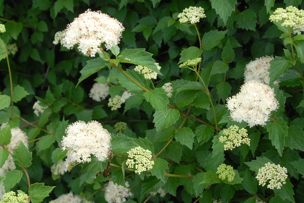 Viburnum dentatum