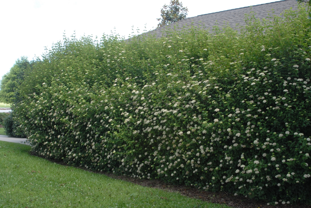 Viburnum dentatum