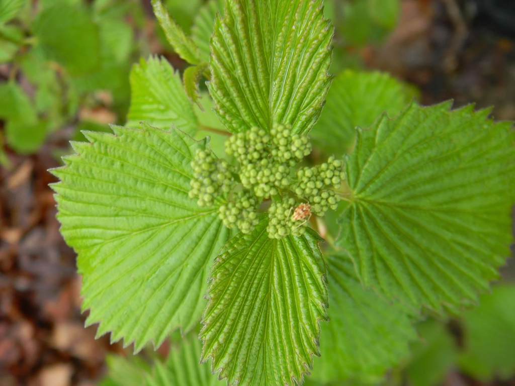 Viburnum dentatum