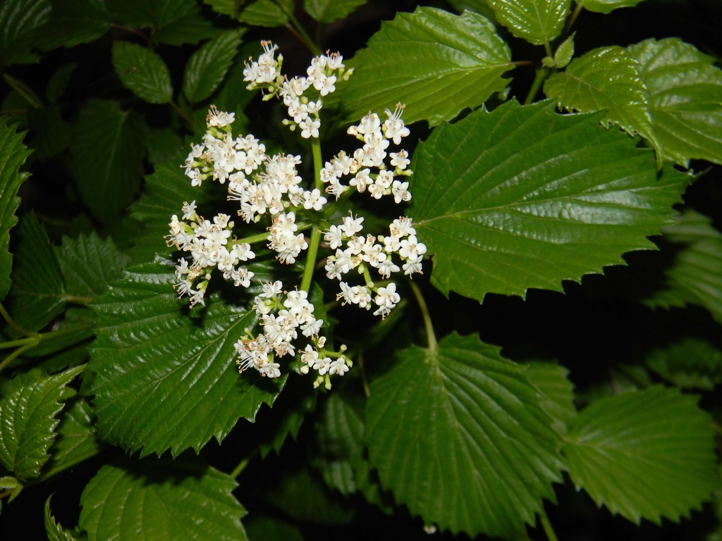 Viburnum dentatum