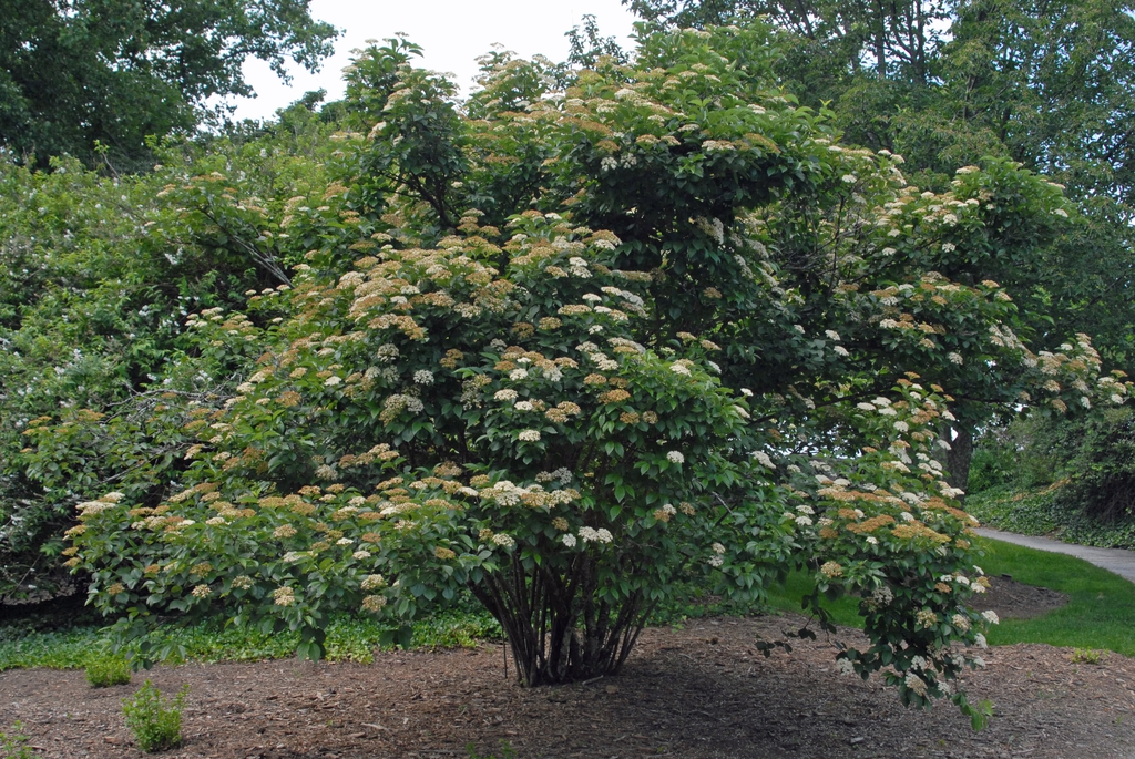 Viburnum dentatum
