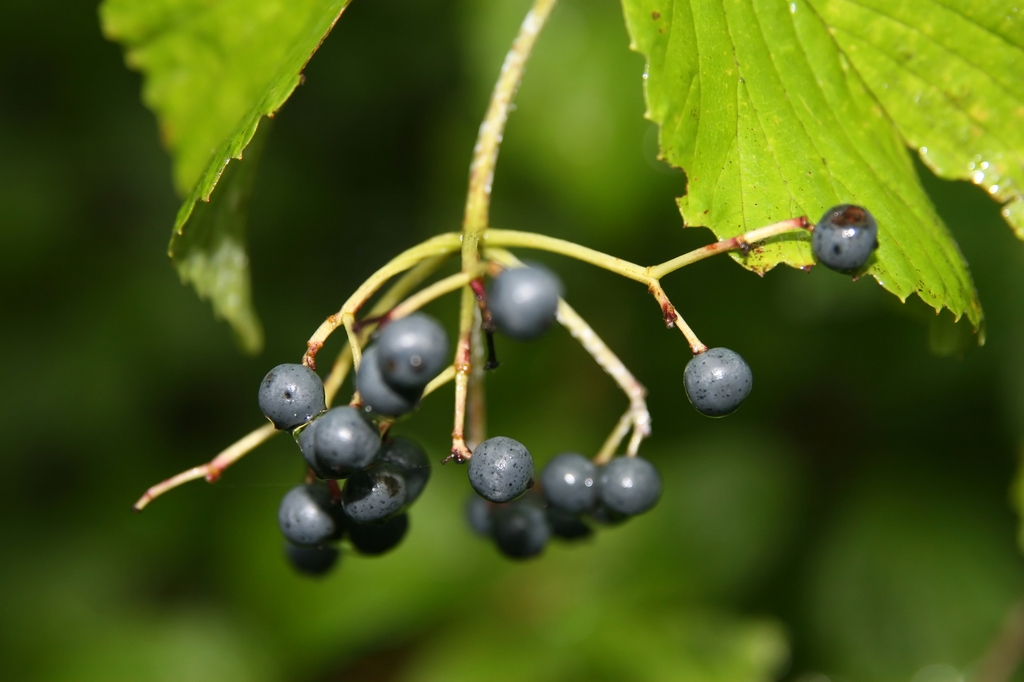 Fruits