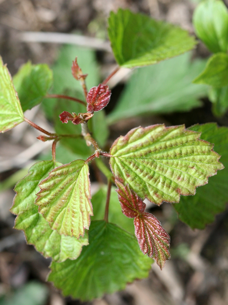 Leaves and new growth