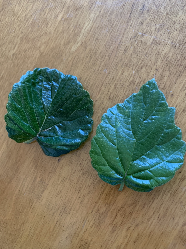 Leaf shapes