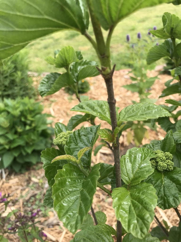 Stem