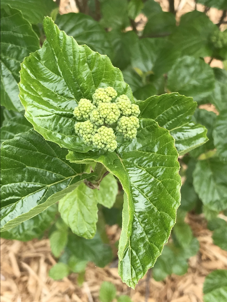 Flower buds