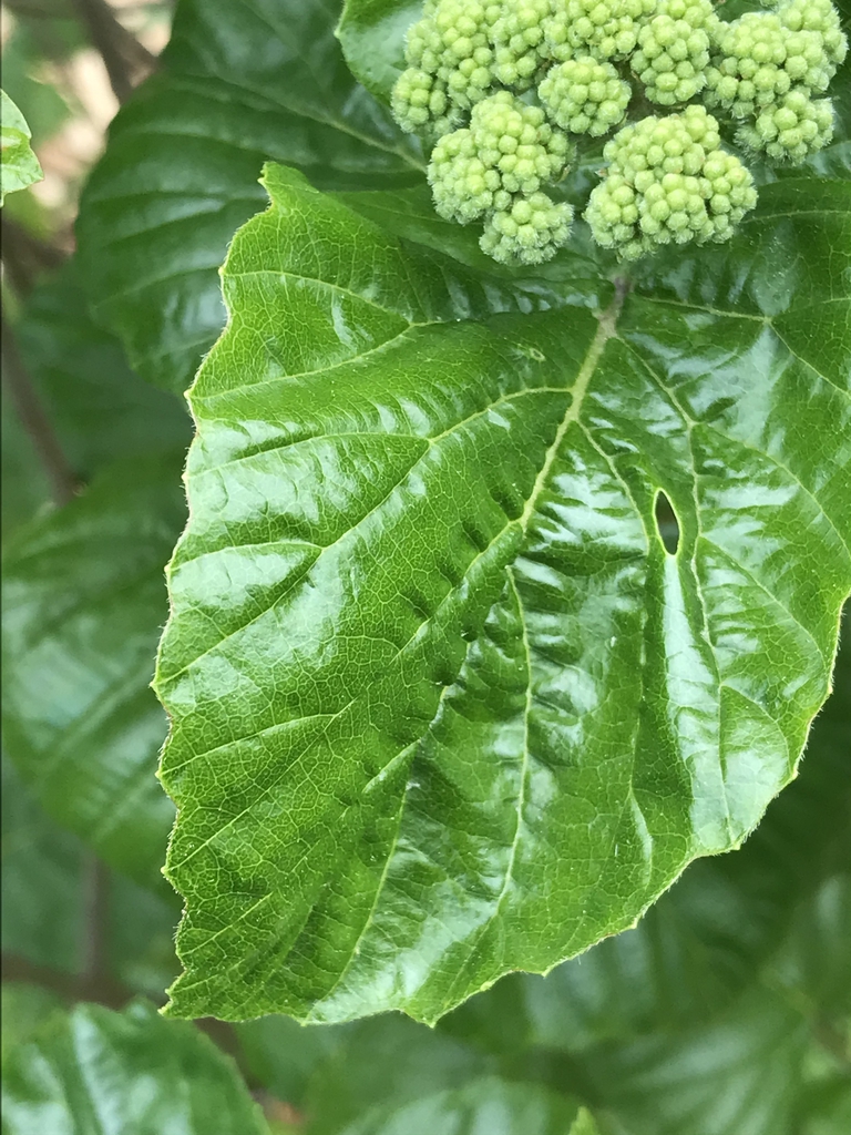 Leaf closeup