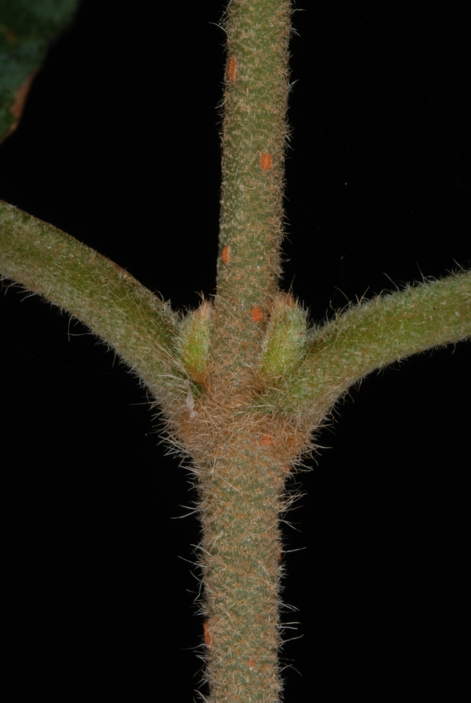 Hairy stem with orange lenticels  (Greensboro, NC)-Late Summer