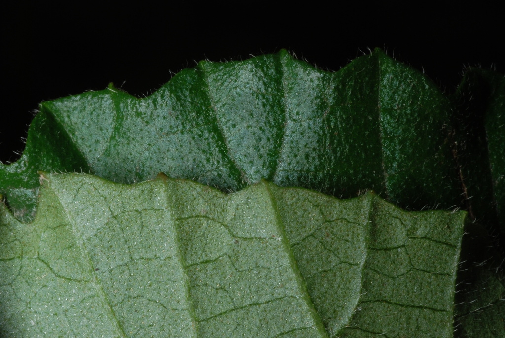 Dentate leaf margin (Greensboro, NC)-Late Summer