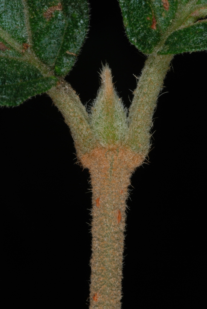 Leaf attachment (Greensboro, NC)-Late Summer
