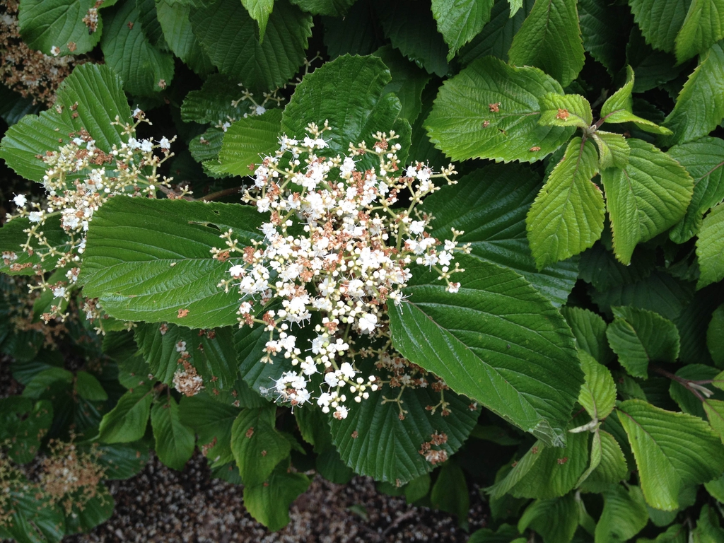 Viburnum dilatatum