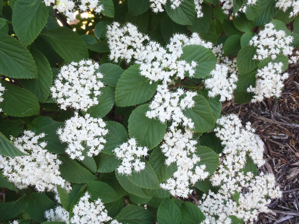 Viburnum dilatatum