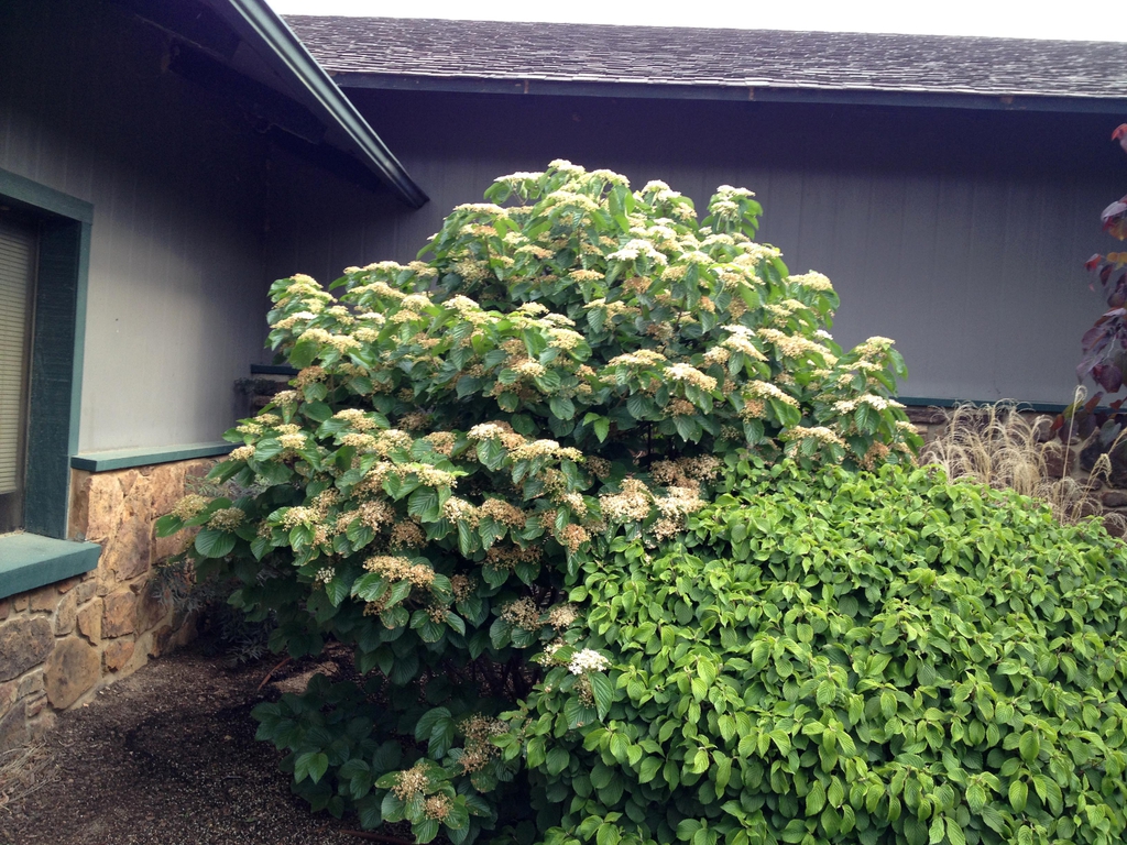 Viburnum dilatatum