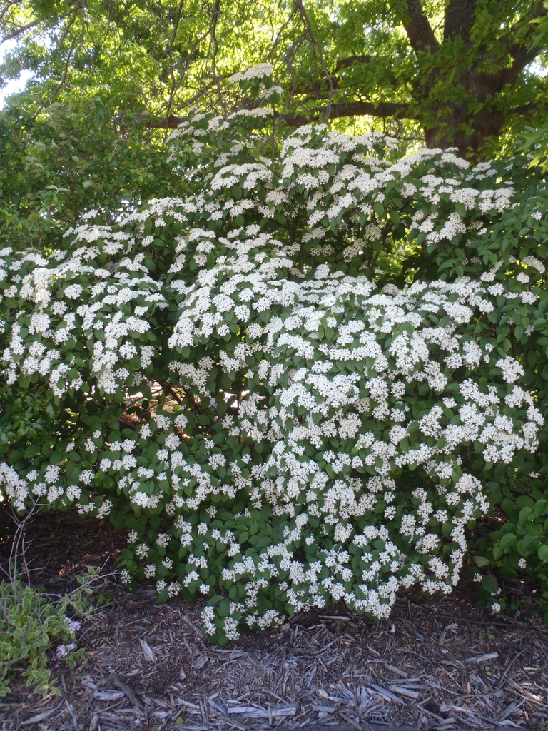 Viburnum dilatatum