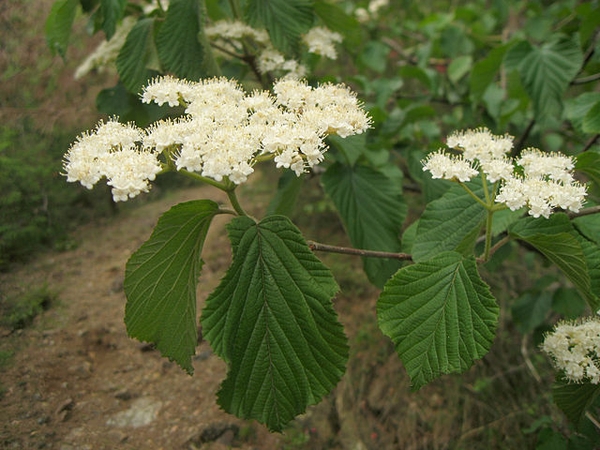 Viburnum dilatatum