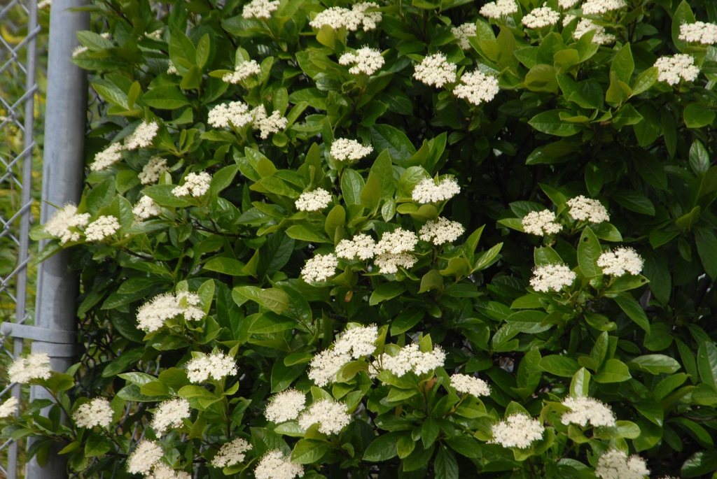 Viburnum dilatatum