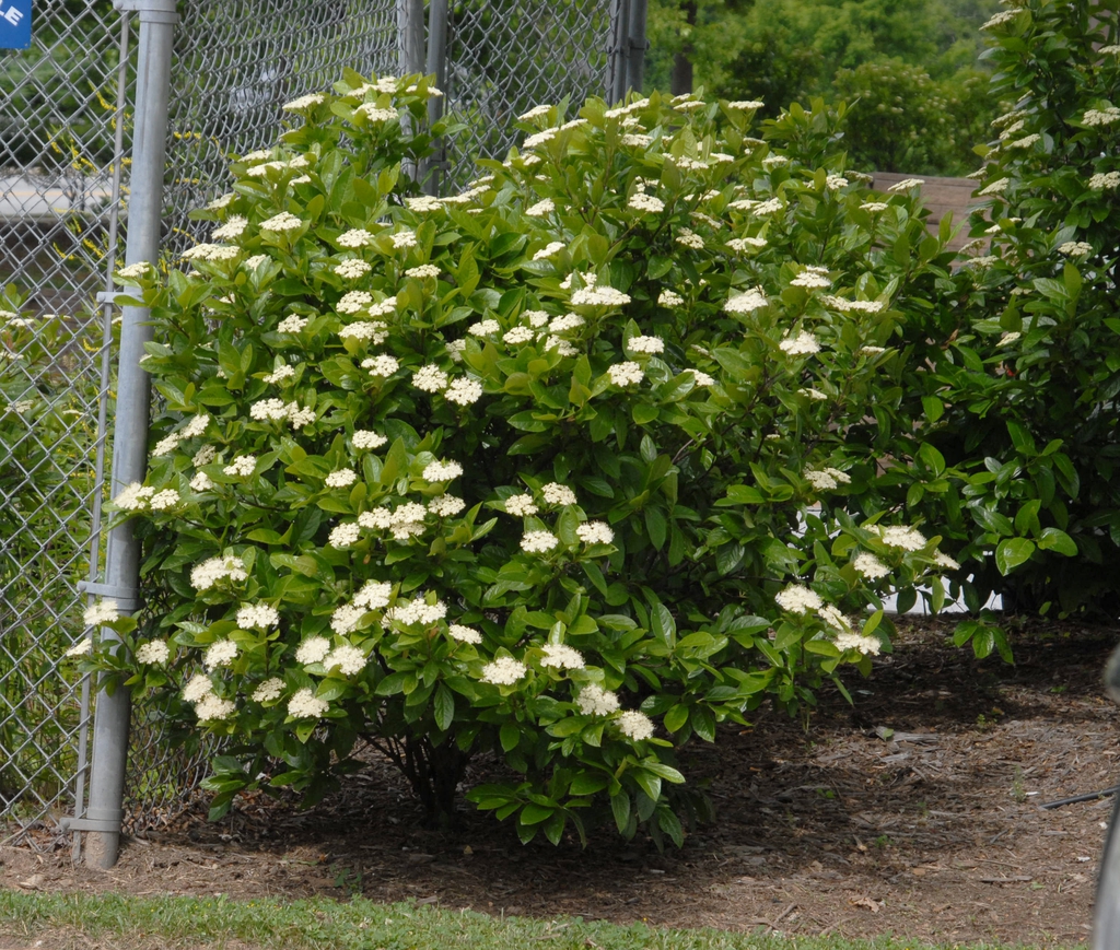 Viburnum dilatatum