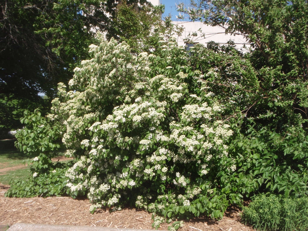'Mt Airy' Form