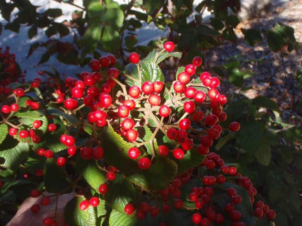 'Mt Airy' Fruit and Leaf