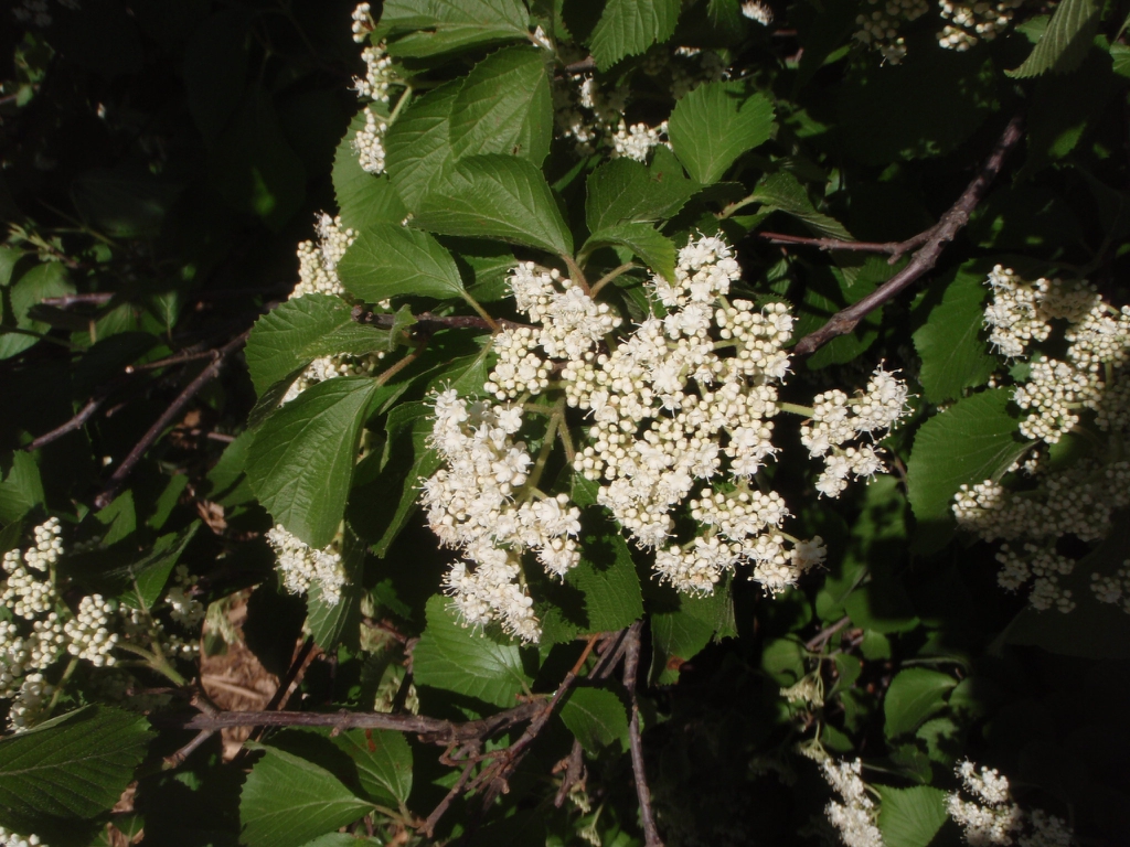 'Mt Airy' Flower and Leaf
