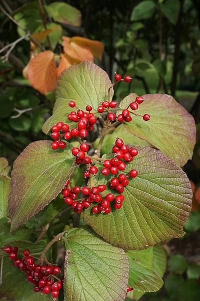 Viburnum dilatatum