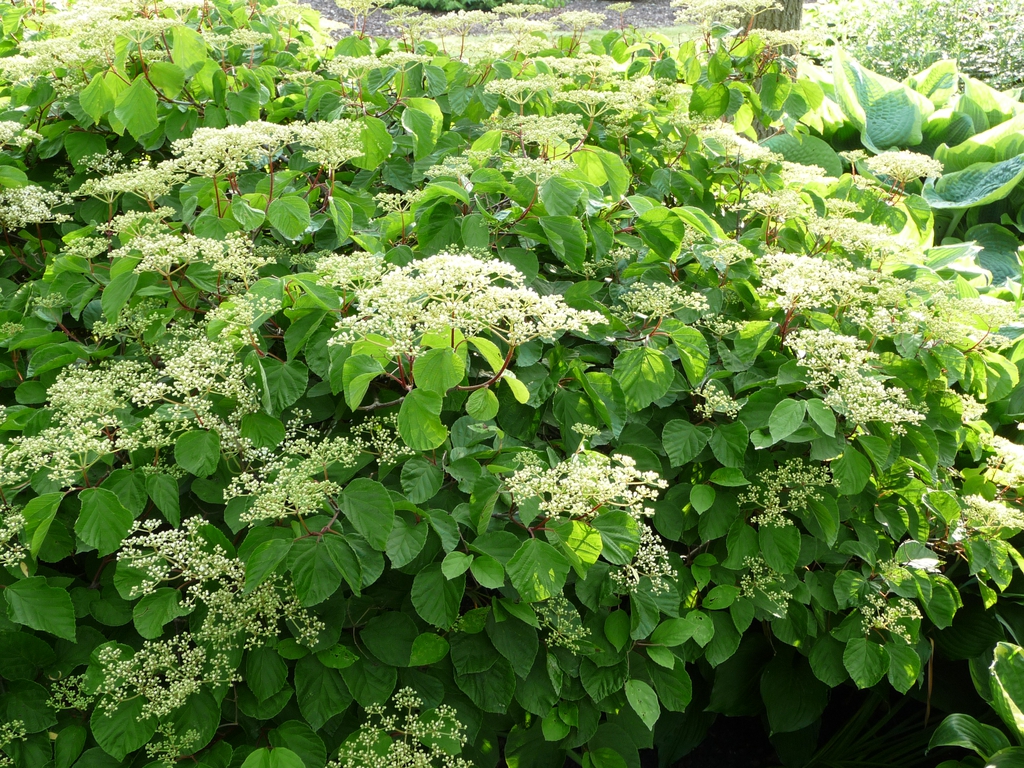 Form in bloom