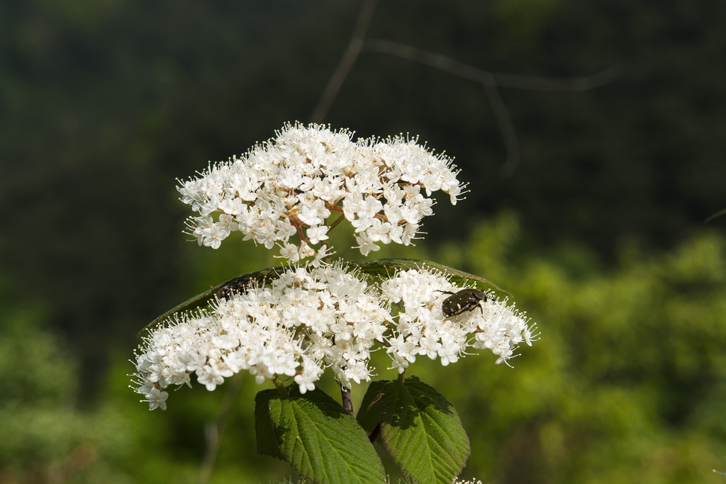 Viburnum erosum