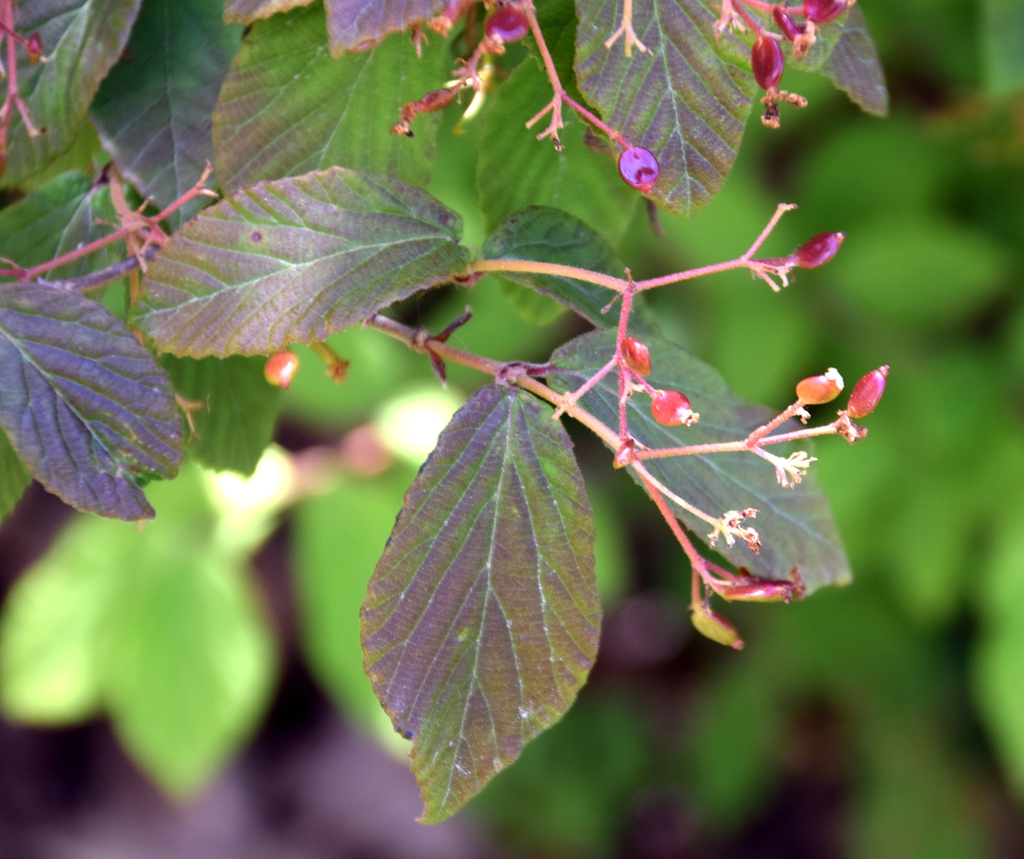 Viburnum erosum