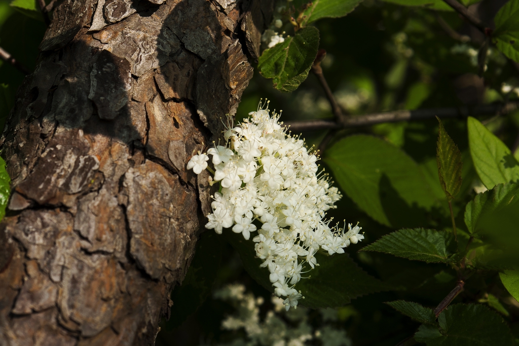 Form