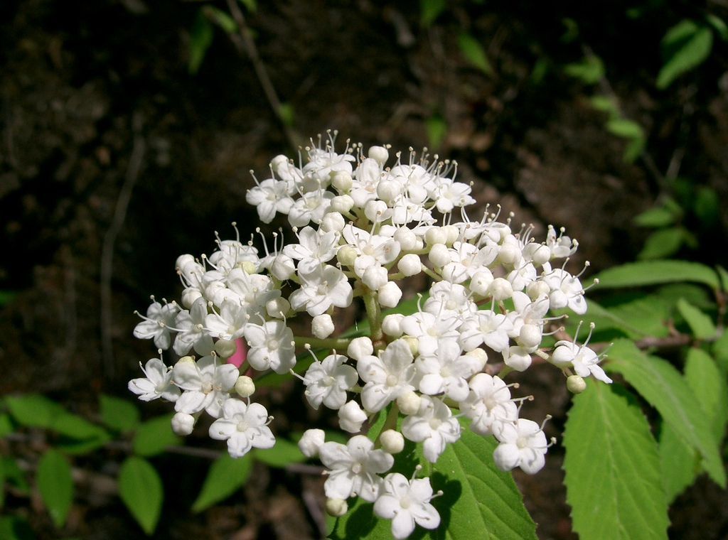 Close up of flower