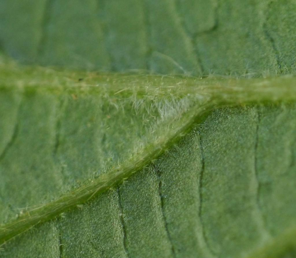 Hairs on underside of leaf