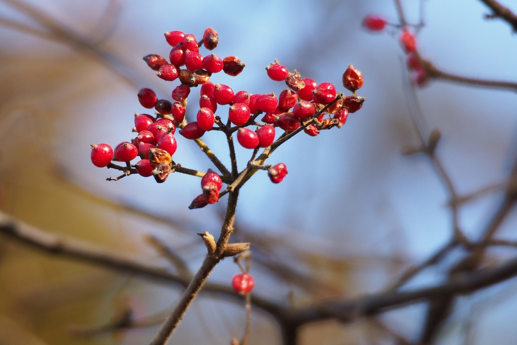 Viburnum erosum