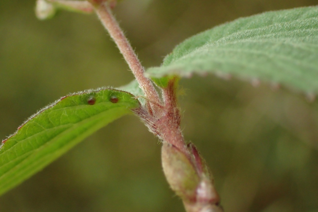 Stem