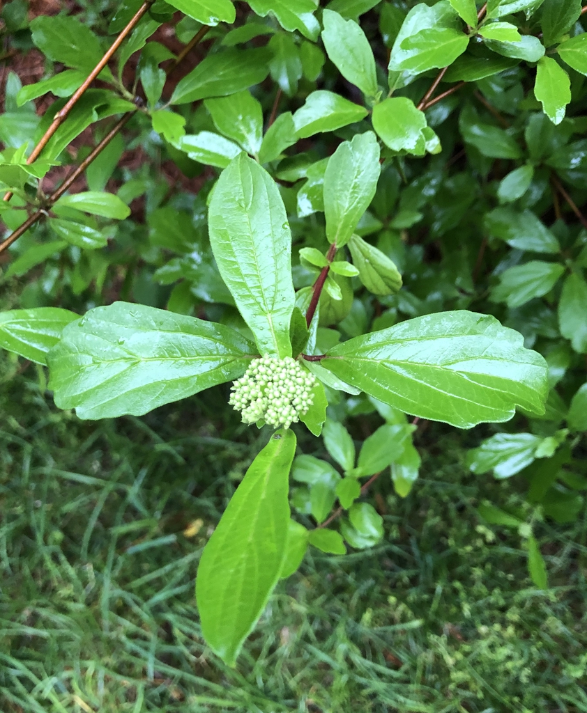 Viburnum foetidum