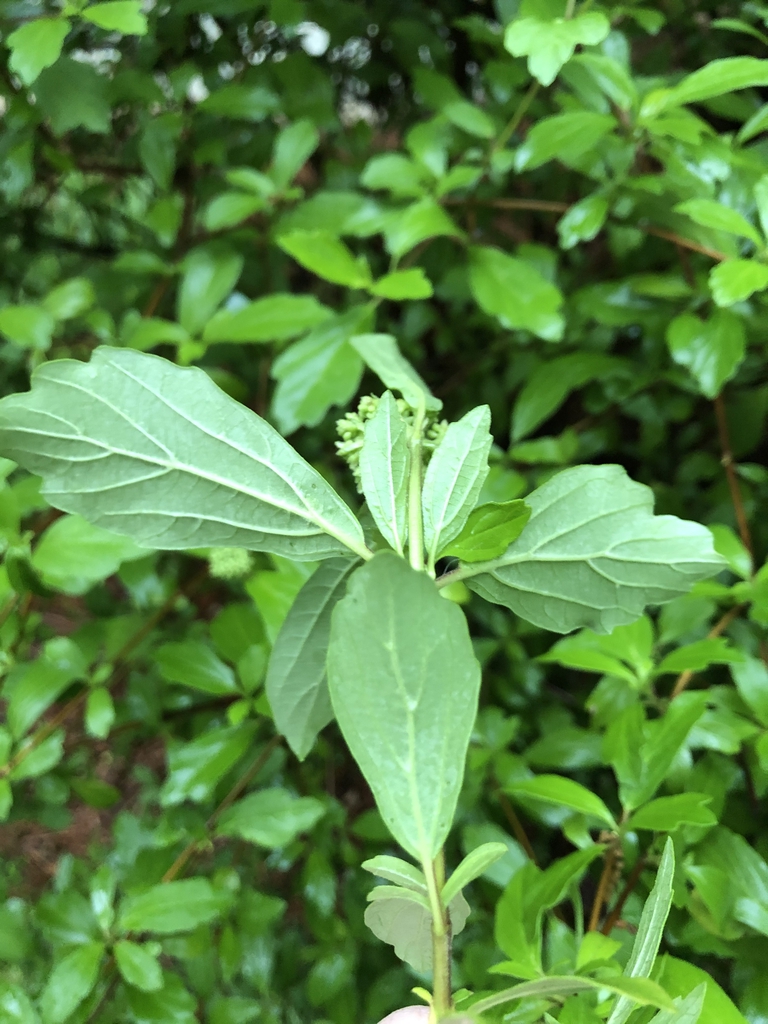 Viburnum foetidum