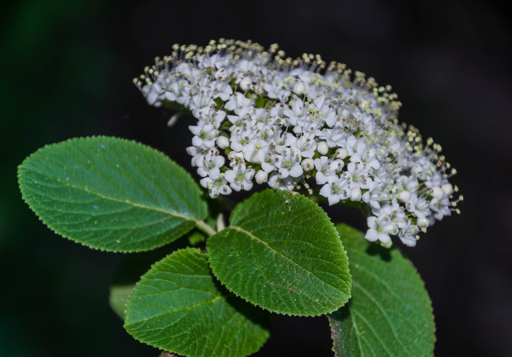 Viburnum lantana