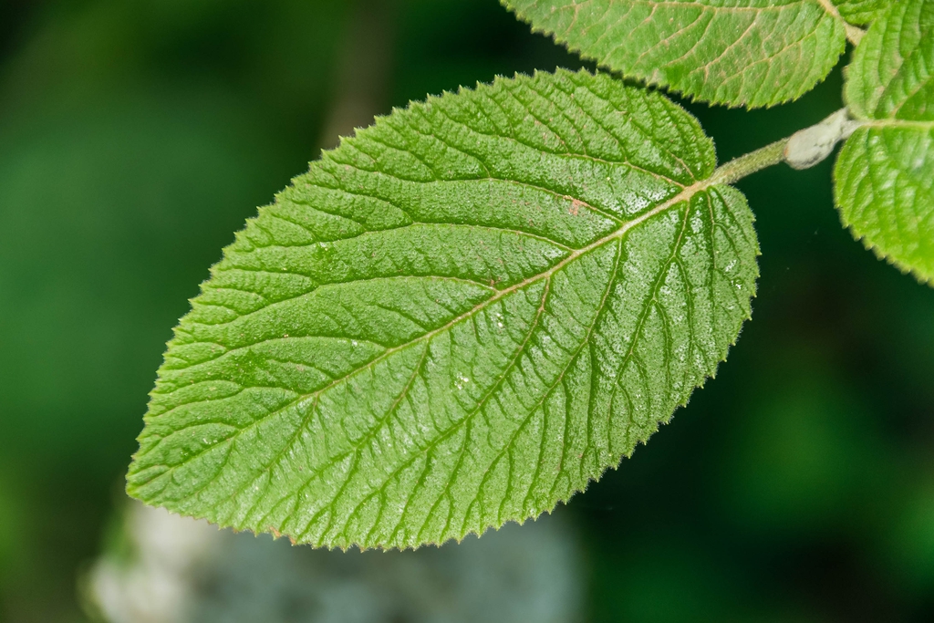 Viburnum lantana
