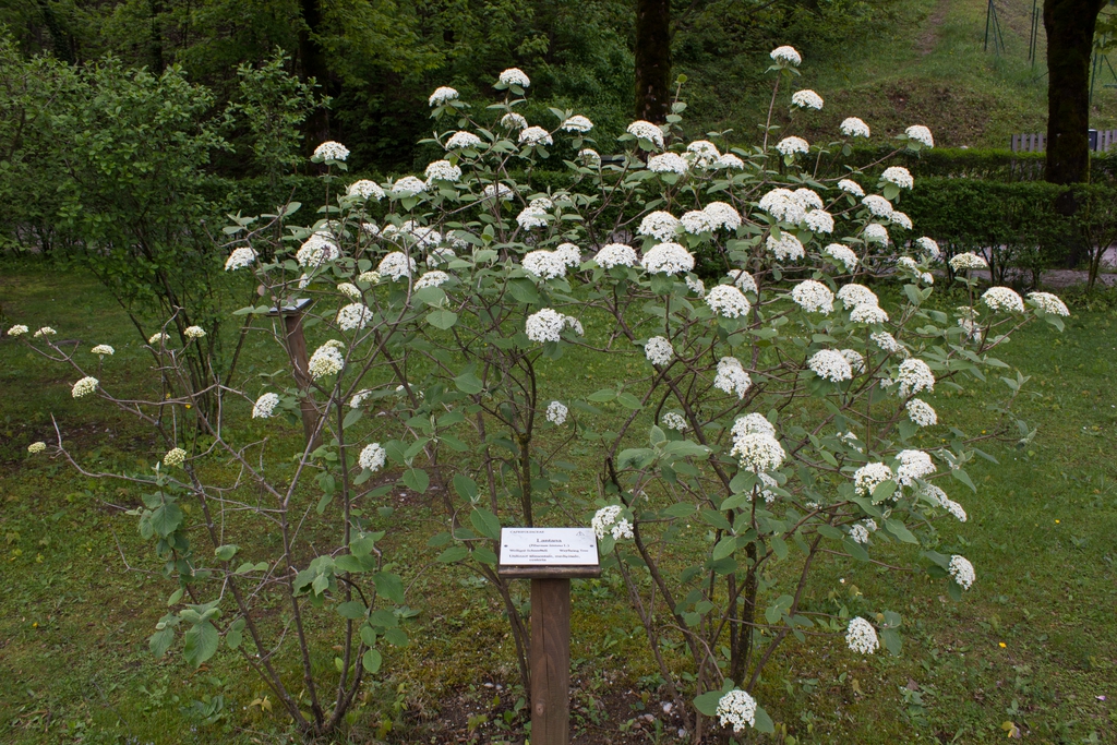 Viburnum lantana