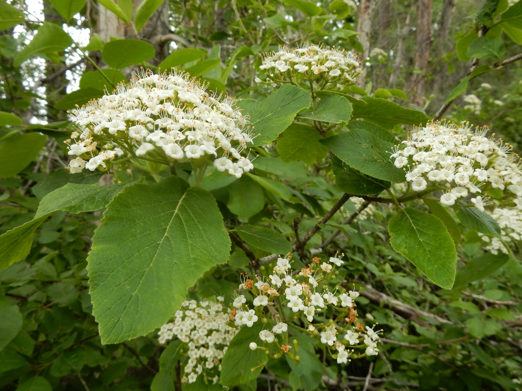 Viburnum lantana
