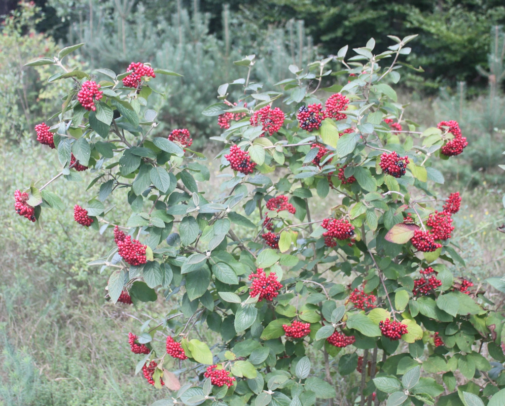 Viburnum lantana