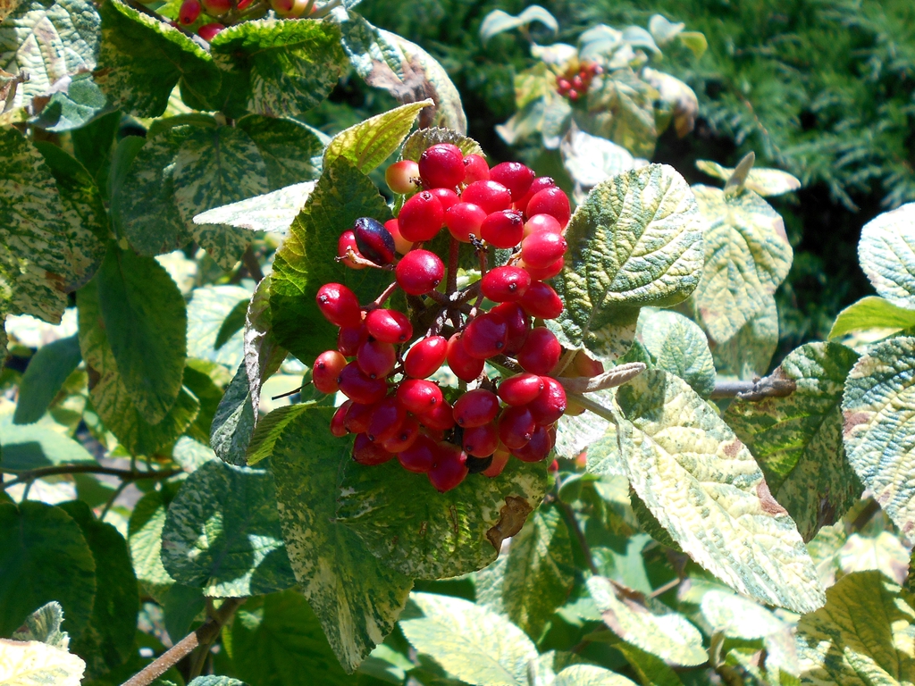Viburnum lantana