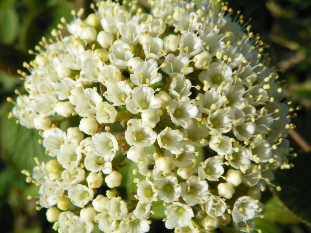 Viburnum lantana