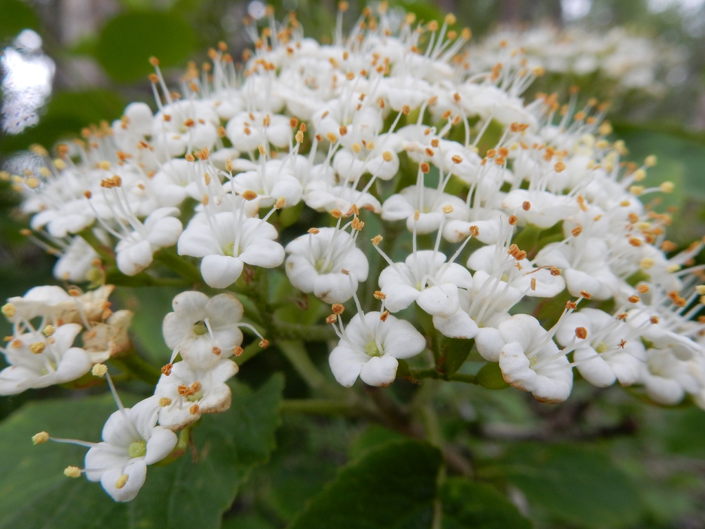 Close up of flower