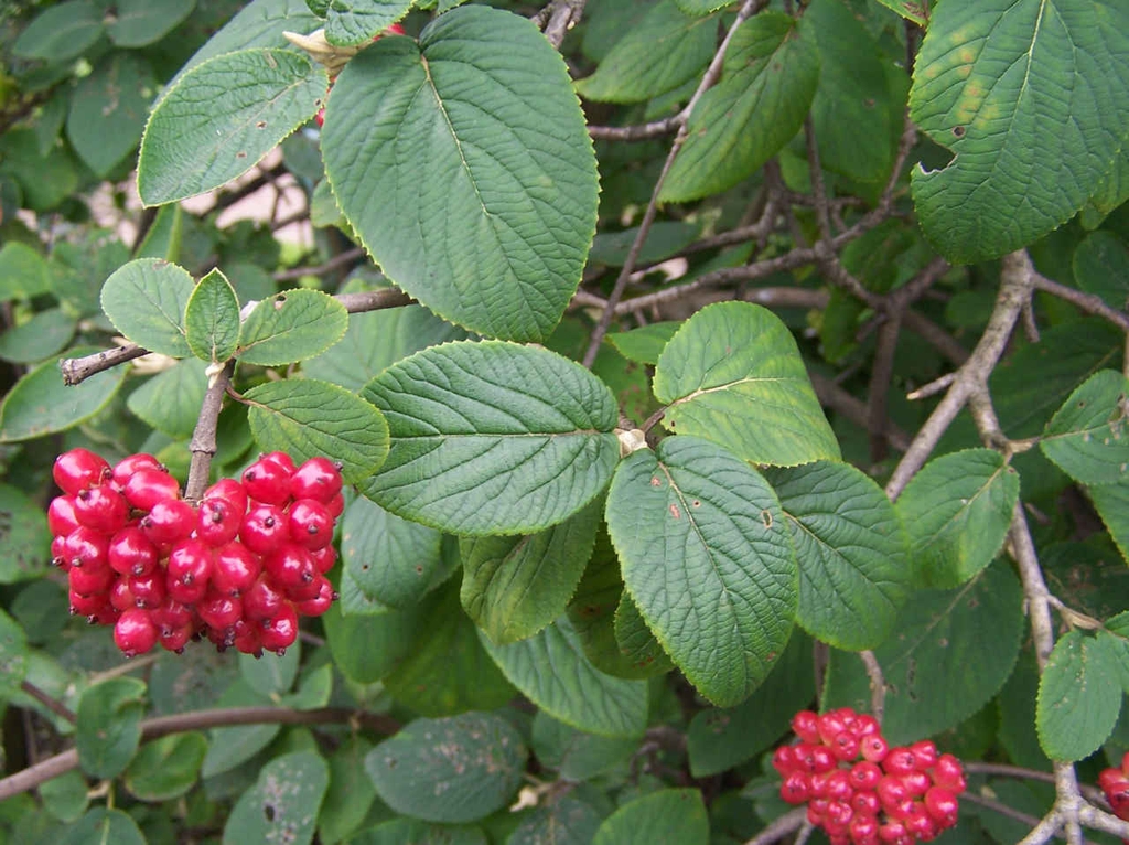 Leaves and fruit