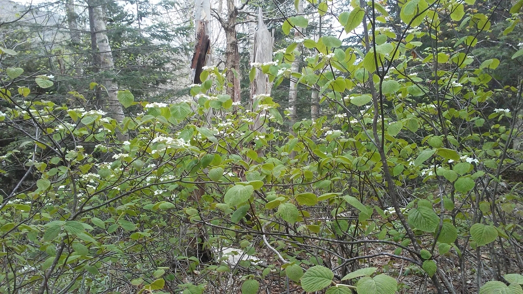 Native habitat