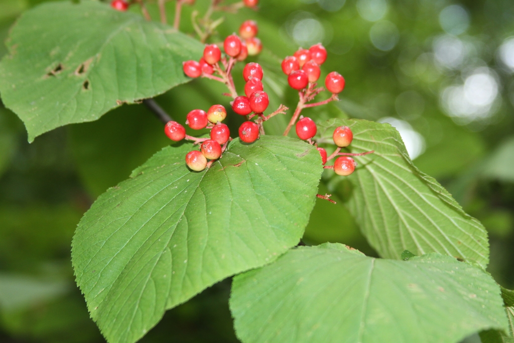Leaves and fruit