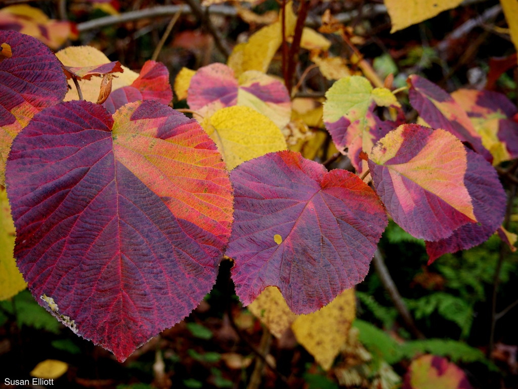 Fall color