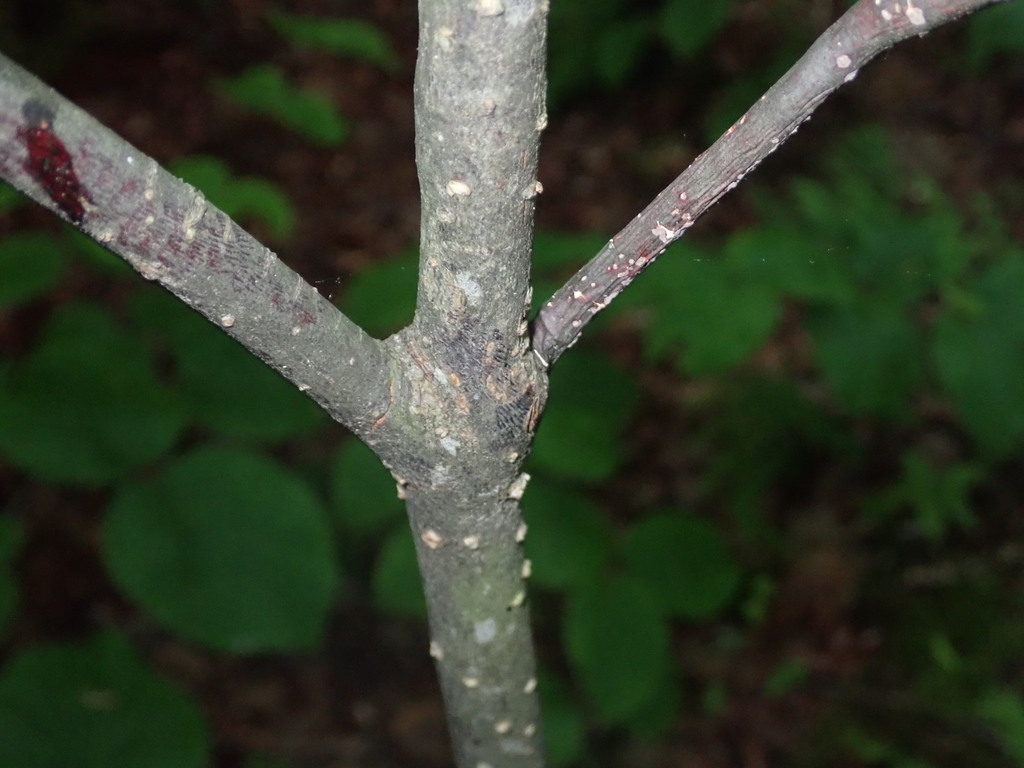 Stem with lenticels